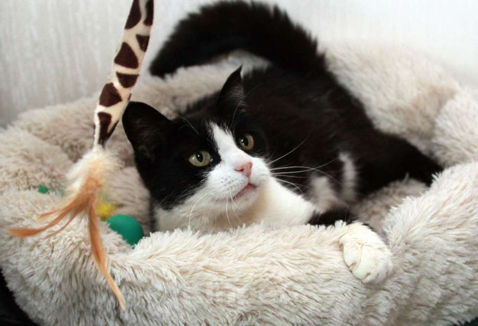 Кошки в Калуге: Феличита из магазина ищет дом. Молодая кошечка в добрые руки. Девочка, Бесплатно - фото 4