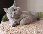 Кошки в Санкт-Петербурге: Британский лиловый котёнок Девочка, 20 000 руб. - фото 1