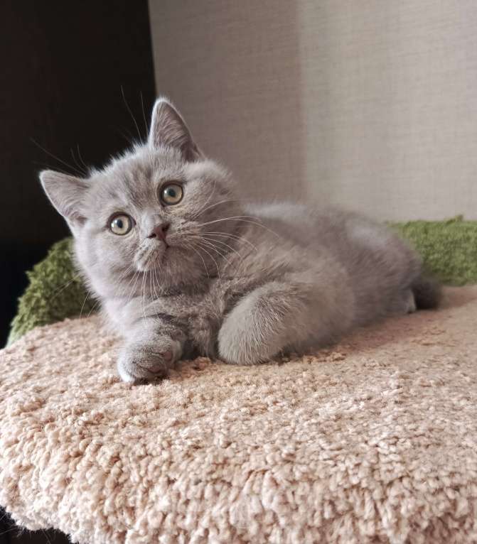 Кошки в Санкт-Петербурге: Британский лиловый котёнок Девочка, 20 000 руб. - фото 1