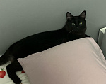 Кошки в Москве: Котик Себастьян в добрые руки. Мальчик, Бесплатно - фото 4