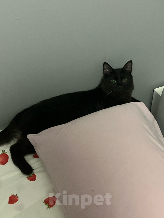 Кошки в Москве: Котик Себастьян в добрые руки. Мальчик, Бесплатно - фото 4