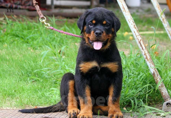 Собаки в Волгограде: Щенки Ротвейлера  Мальчик, Бесплатно - фото 2