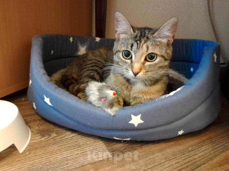 Кошки в Москве: Ириска кроткая нежная девочка Девочка, Бесплатно - фото 3