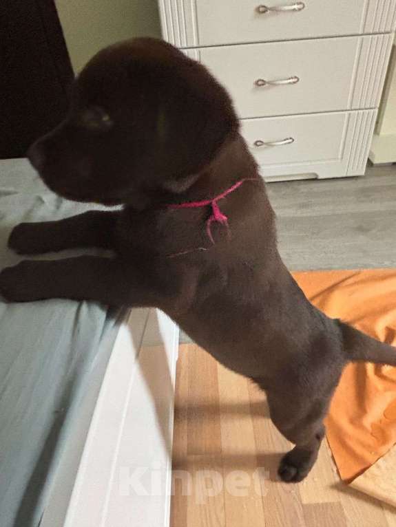 Собаки в Люберцах: ЭЛИТНЫЙ ЩЕНОК ЛАБРАДОРА- РЕТРИВЕРА, ШОКОЛАДНОГО ОКРАСА Девочка, 100 000 руб. - фото 9