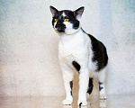 Кошки в Москве: Комфортный верный кот Тайр ищет дом Мальчик, Бесплатно - фото 7