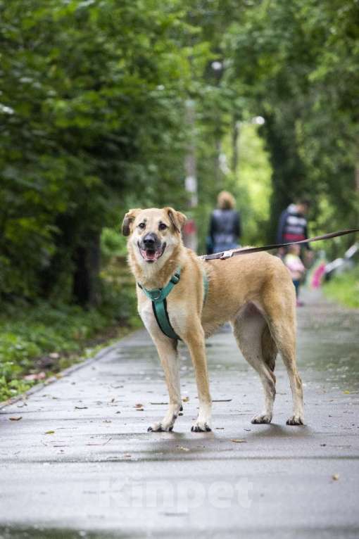 Собаки в Москве: Барабуля девочка с самой потрясающей улыбкой ищет дом. Девочка, Бесплатно - фото 9