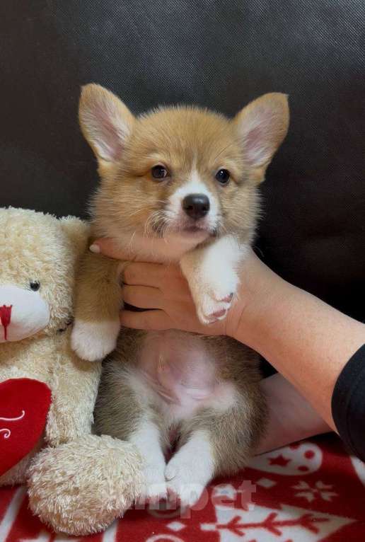 Собаки в других городах Московской области: Вельш корги пемброк мальчик  Мальчик, 38 000 руб. - фото 6