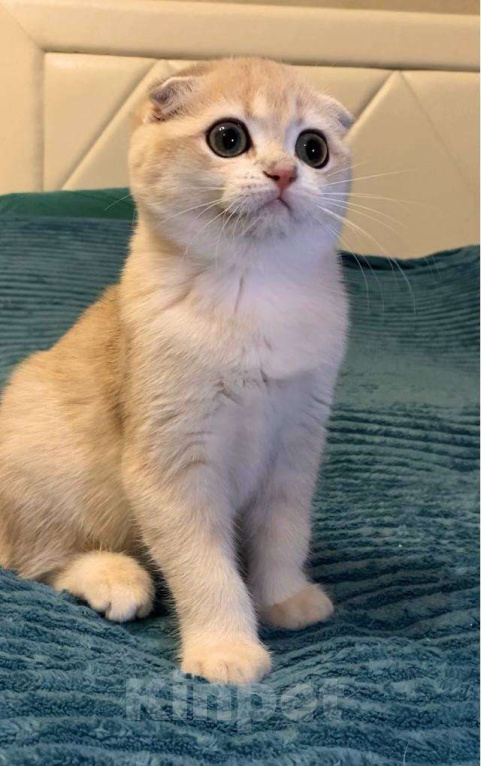 Кошки в Москве: Фея Девочка, 60 000 руб. - фото 4