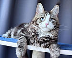 Кошки в Москве: Котёнок мейн-кун Veyron Molly — голубоглазая принцесса с плюшевыми щёчками и королевскими кисточками Девочка, 150 000 руб. - фото 9