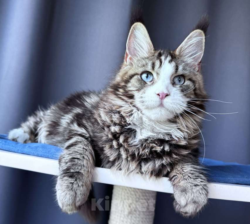 Кошки в Москве: Котёнок мейн-кун Veyron Molly — голубоглазая принцесса с плюшевыми щёчками и королевскими кисточками Девочка, 150 000 руб. - фото 9