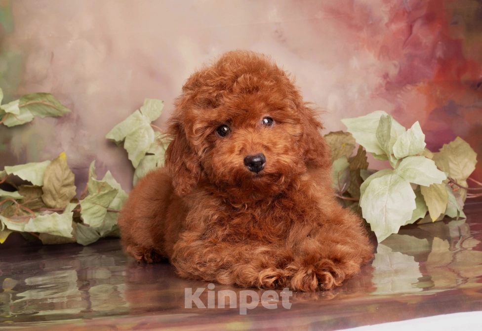 Собаки в Перми: Солнышки Разнополые, Бесплатно - фото 3