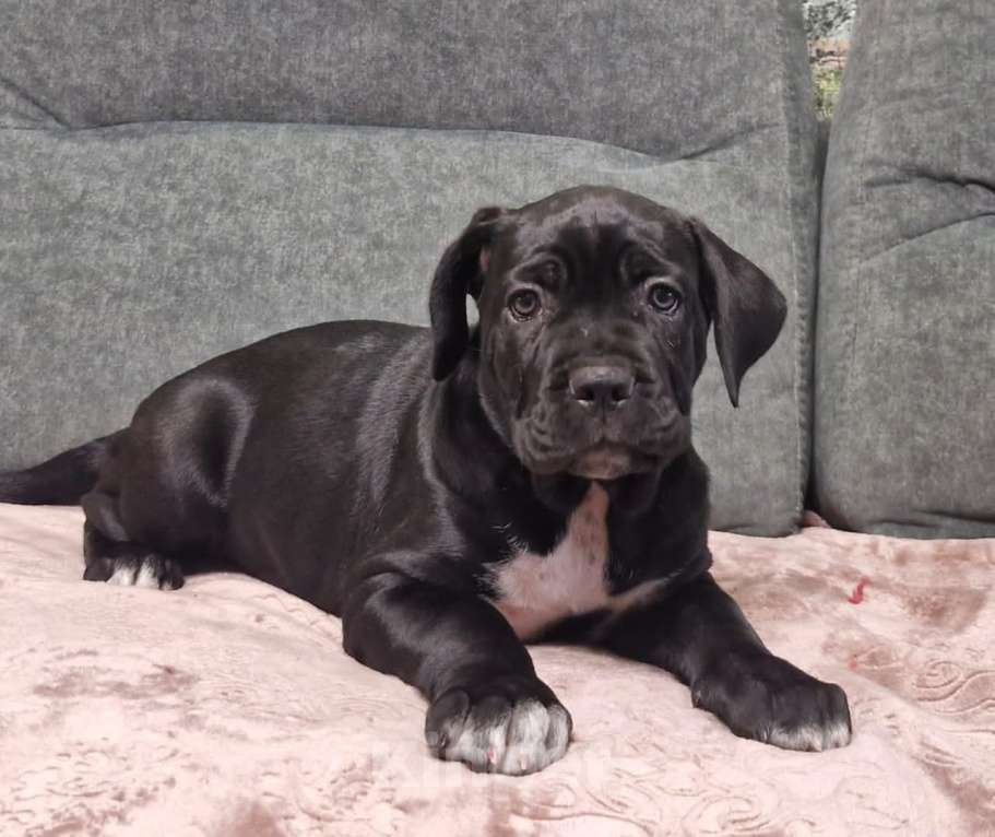 Собаки в других городах Краснодарского края: Умная кане корса Девочка, 40 000 руб. - фото 2