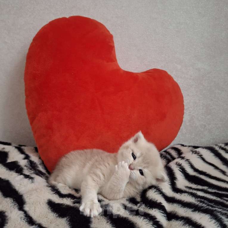 Кошки в Москве: Шотландские котята Разнополые, 30 000 руб. - фото 3