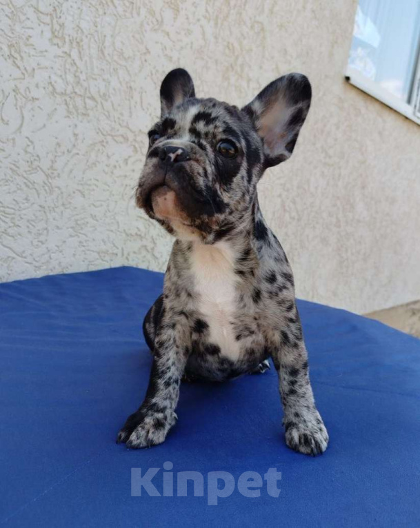 Собаки в других городах Крыма: Продажа щенков французского бульдога  Девочка, 30 000 руб. - фото 3