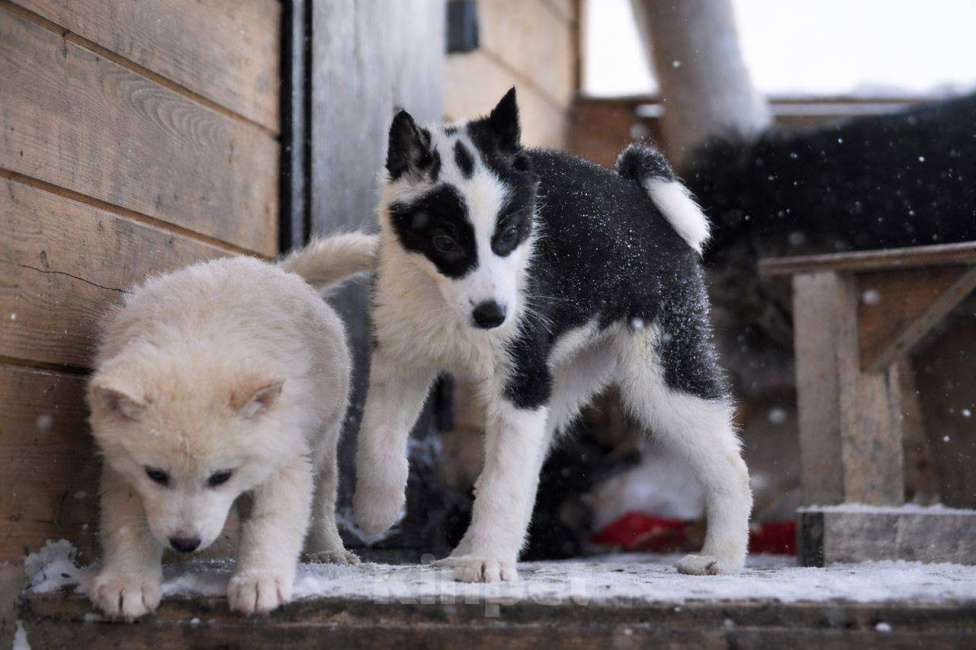 Собаки в Лосином-Петровском: Роберта якутенок ппбж Девочка, Бесплатно - фото 1