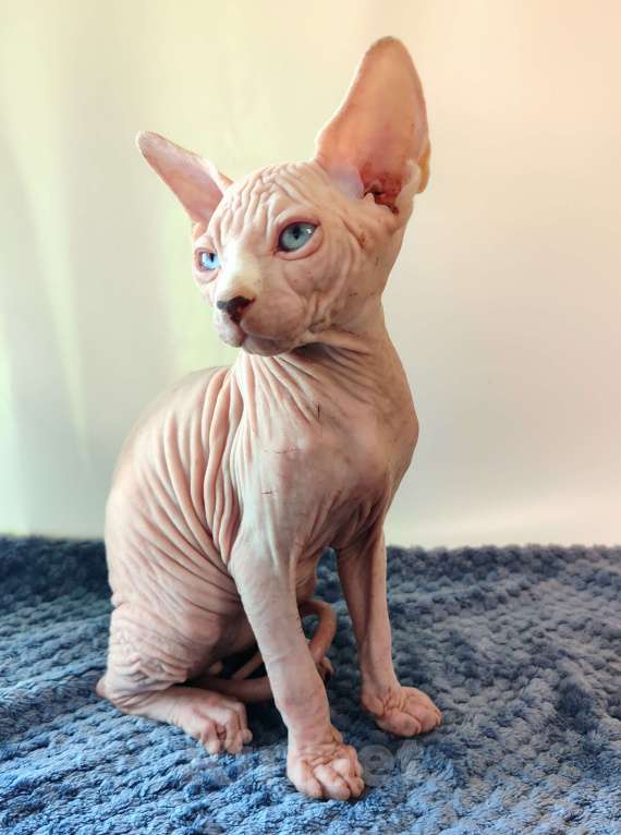 Кошки в других городах Краснодарского края: Канадский сфинкс, эльф страйт Мальчик, 25 000 руб. - фото 6
