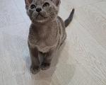 Кошки в Ступино: Бурманские котята Мальчик, 20 000 руб. - фото 2