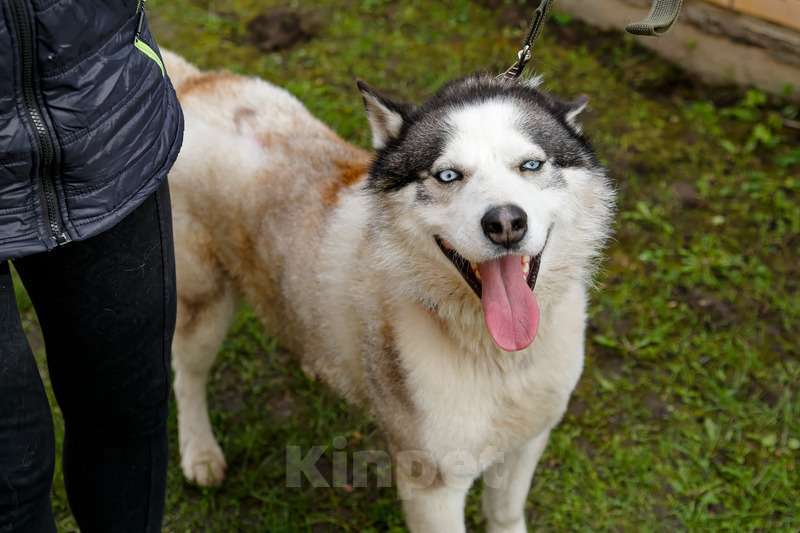 Собаки в Москве: Голубоглазый хаски Вольт в добрые руки Мальчик, 1 руб. - фото 3