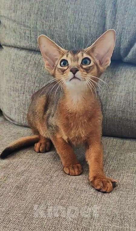 Кошки в Краснодаре: Абиссинские котята  Мальчик, 70 000 руб. - фото 3