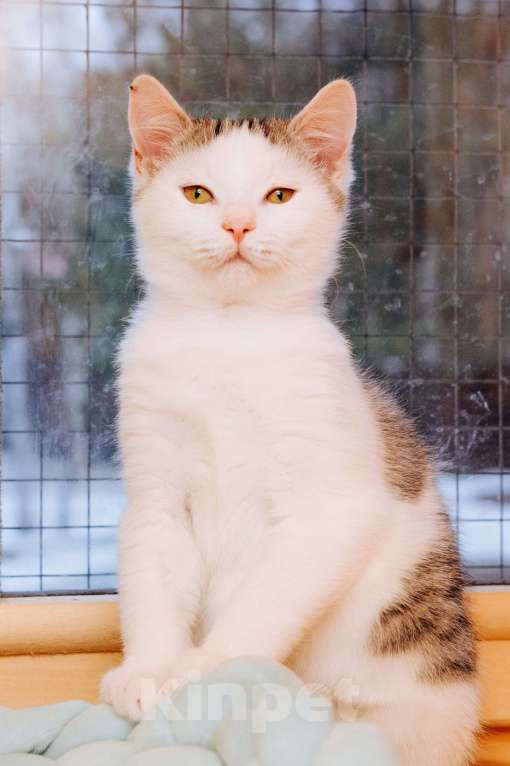 Кошки в Москве: Мальчик 8 месяцев   ❤️ищет дом и любимых хозяев  Мальчик, Бесплатно - фото 4