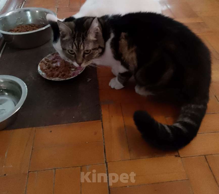 Кошки в Краснодаре: Кошка Девочка, Бесплатно - фото 4