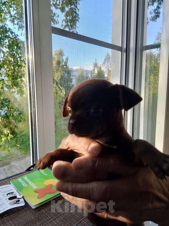 Собаки в других городах Коми: Продажа маленького чихуахуа Мальчик, Бесплатно - фото 2