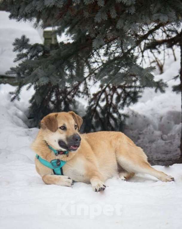 Собаки в Москве: Чудесная Барабулька ищет дом и любящую семью! Девочка, Бесплатно - фото 2