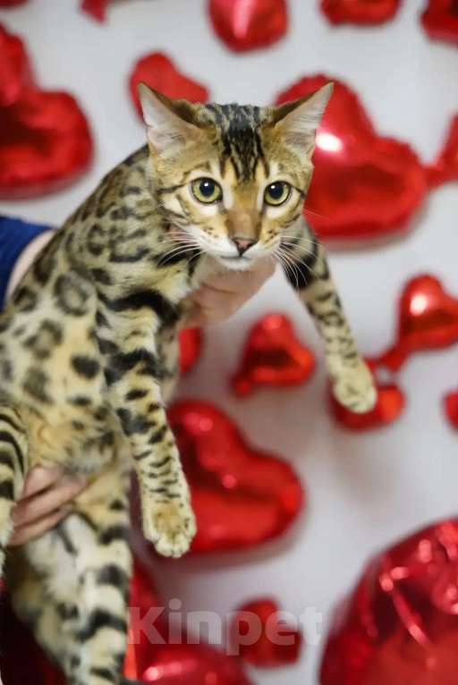 Кошки в Томске: Продаю бенгальского котенка Мальчик, Бесплатно - фото 3