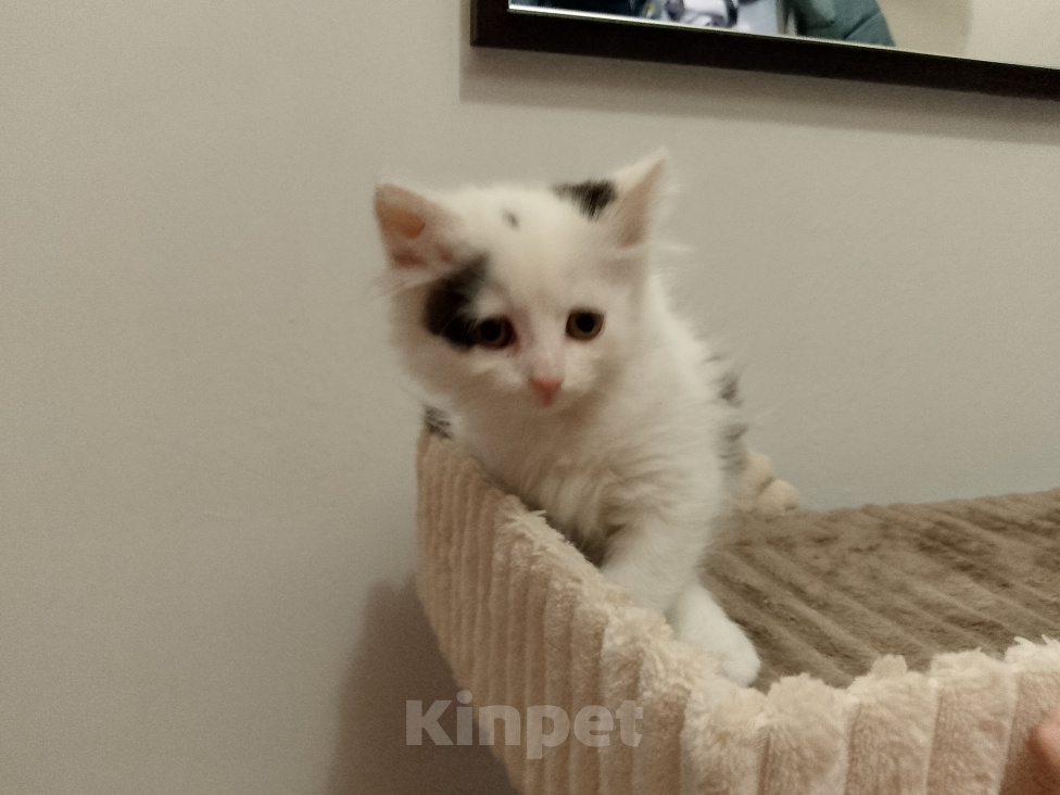 Кошки в Москве: Миланья в добрые руки Девочка, Бесплатно - фото 1