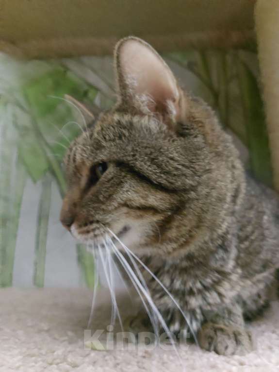 Кошки в Уфе: Кот 6 лет Мальчик, 200 руб. - фото 2
