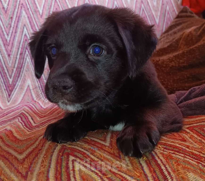 Собаки в других городах Иркутской области: Отдам щенка русского спаниеля  Мальчик, Бесплатно - фото 2