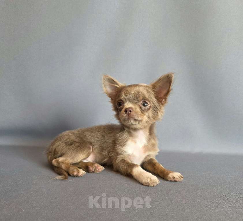 Собаки в других городах Московской области: Девочка чихуахуа д/ш Девочка, 50 000 руб. - фото 3