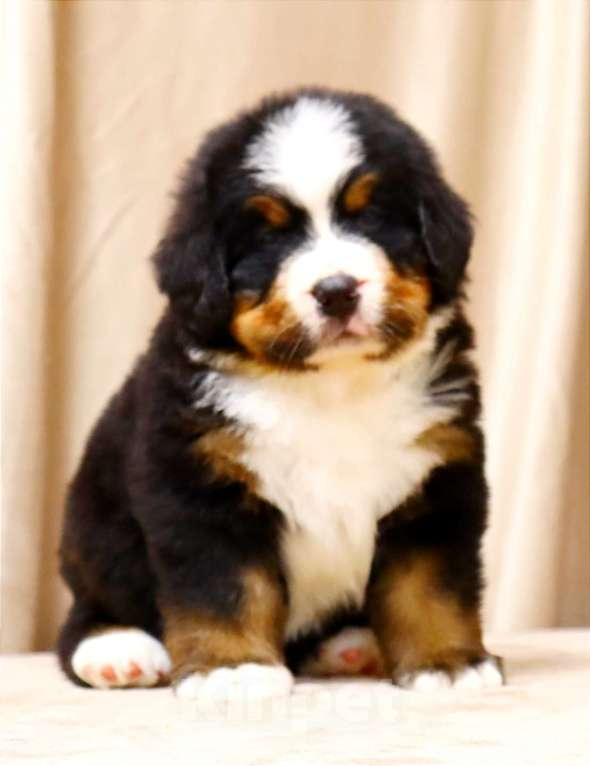 Собаки в Москве: Щенки Бернского Зенненхунда Мальчик, Бесплатно - фото 3