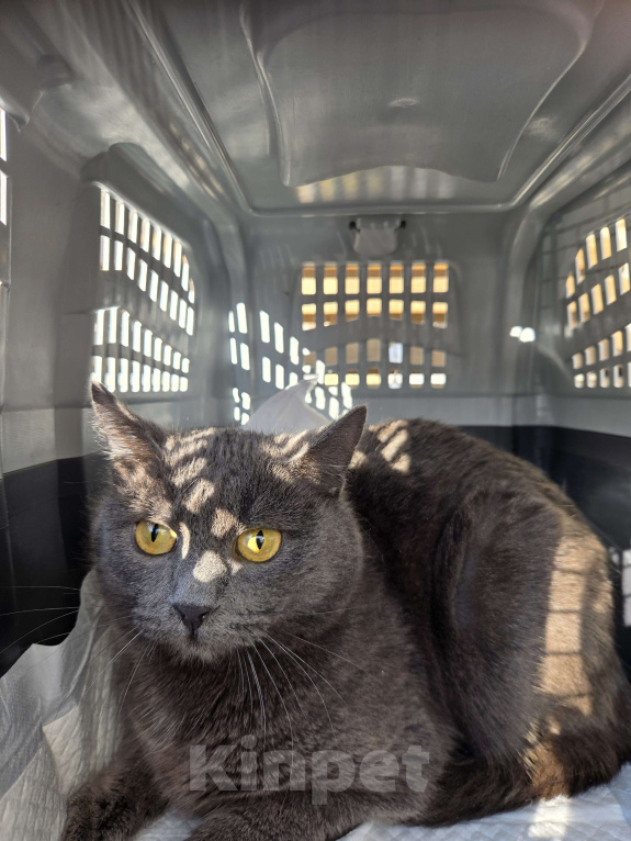 Кошки в Москве: Котик ищет семью Мальчик, Бесплатно - фото 3