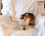 Кошки в Москве: Миниатюрная кошка Китти в добрые руки Девочка, Бесплатно - фото 4