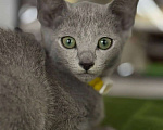 Кошки в Казани: Котята Русской голубой в Казани Девочка, 55 000 руб. - фото 4