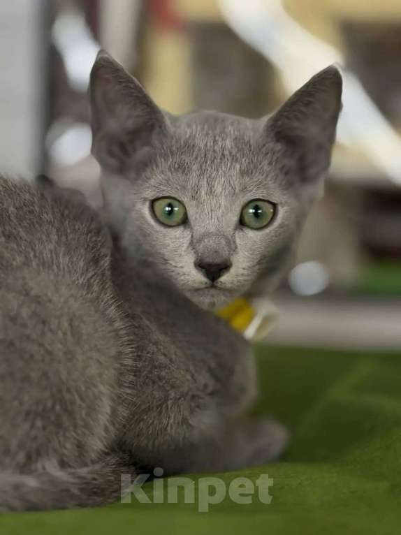 Кошки в Казани: Котята Русской голубой в Казани Девочка, 55 000 руб. - фото 4