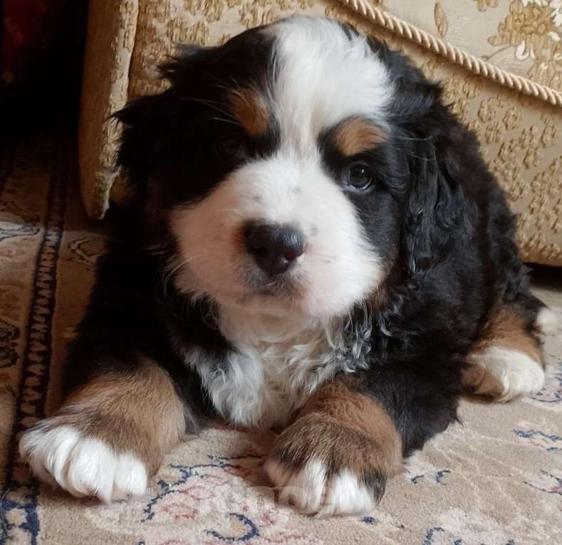 Собаки в Москве: Щенки бернского зенненхунда  Мальчик, 45 000 руб. - фото 8