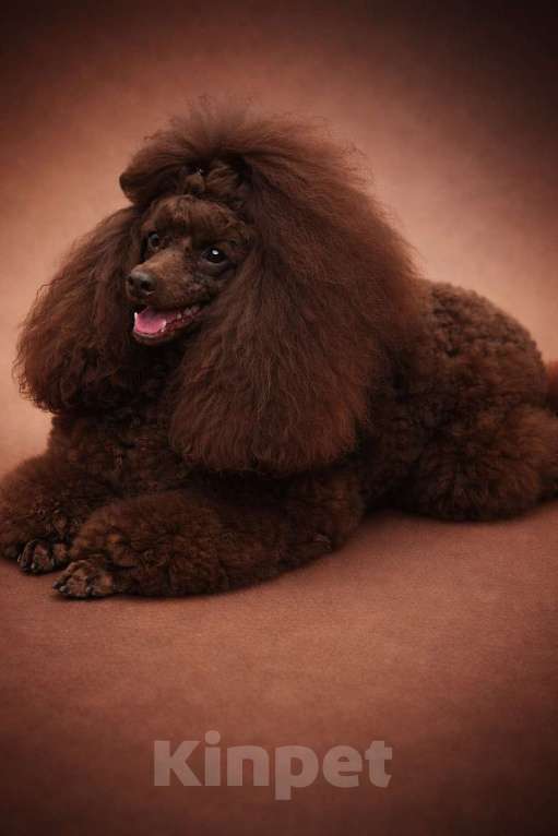 Собаки в Москве: Той-пудель Мальчик, Бесплатно - фото 4