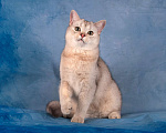 Кошки в Санкт-Петербурге: Котенок Шотландской прямоухой кошки Мальчик, 15 000 руб. - фото 1