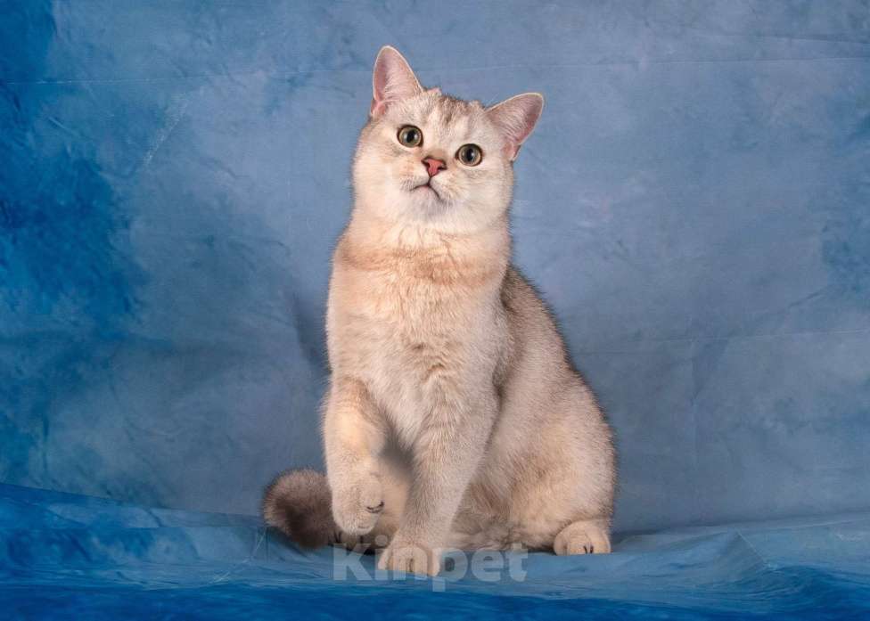Кошки в Санкт-Петербурге: Котенок Шотландской прямоухой кошки Мальчик, 15 000 руб. - фото 1