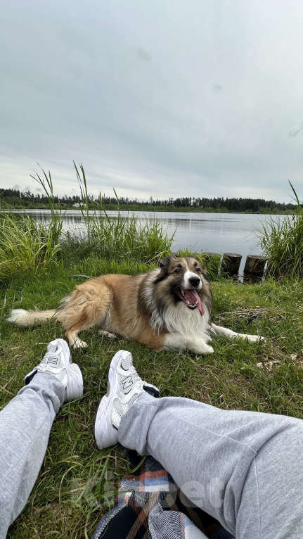Собаки в Москве: Взрослый пес Бордер-колли в добрые руки Мальчик, Бесплатно - фото 10