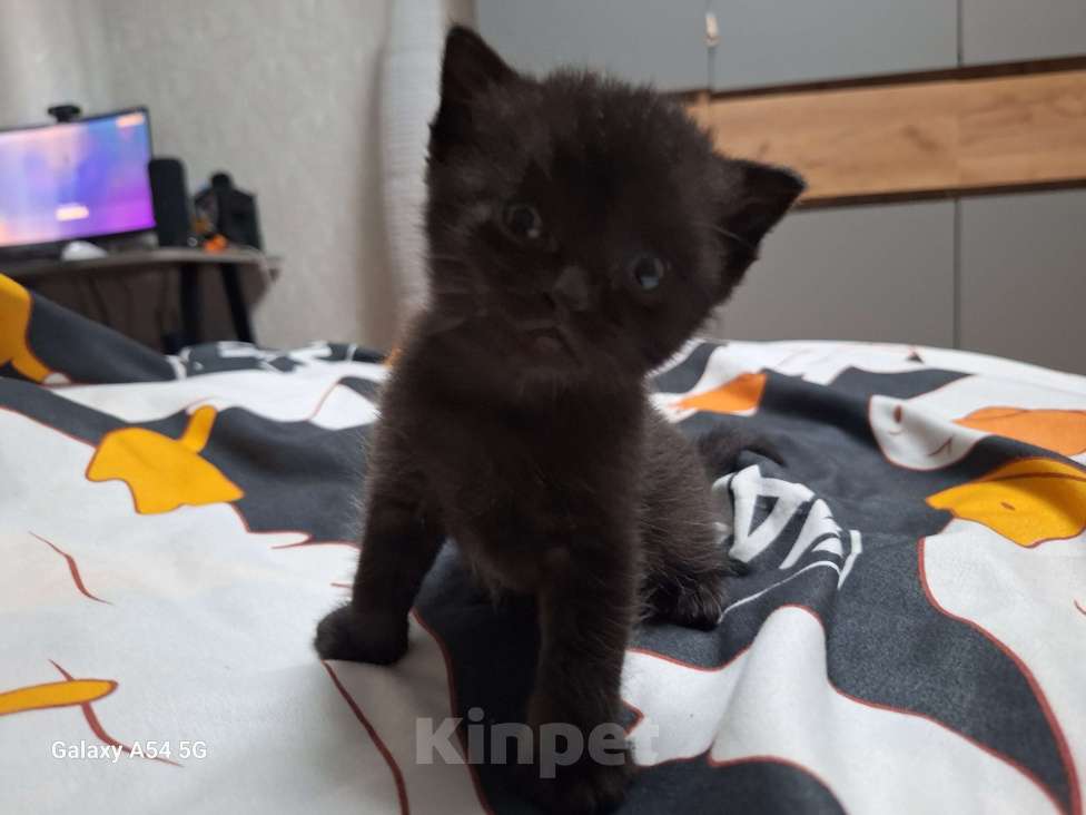 Кошки в Москве: Чёрные британские  Мальчик, 5 000 руб. - фото 2