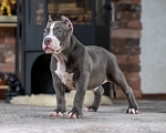 Собаки в Воронеже: Американский Булли стандарт Мальчик, Бесплатно - фото 3