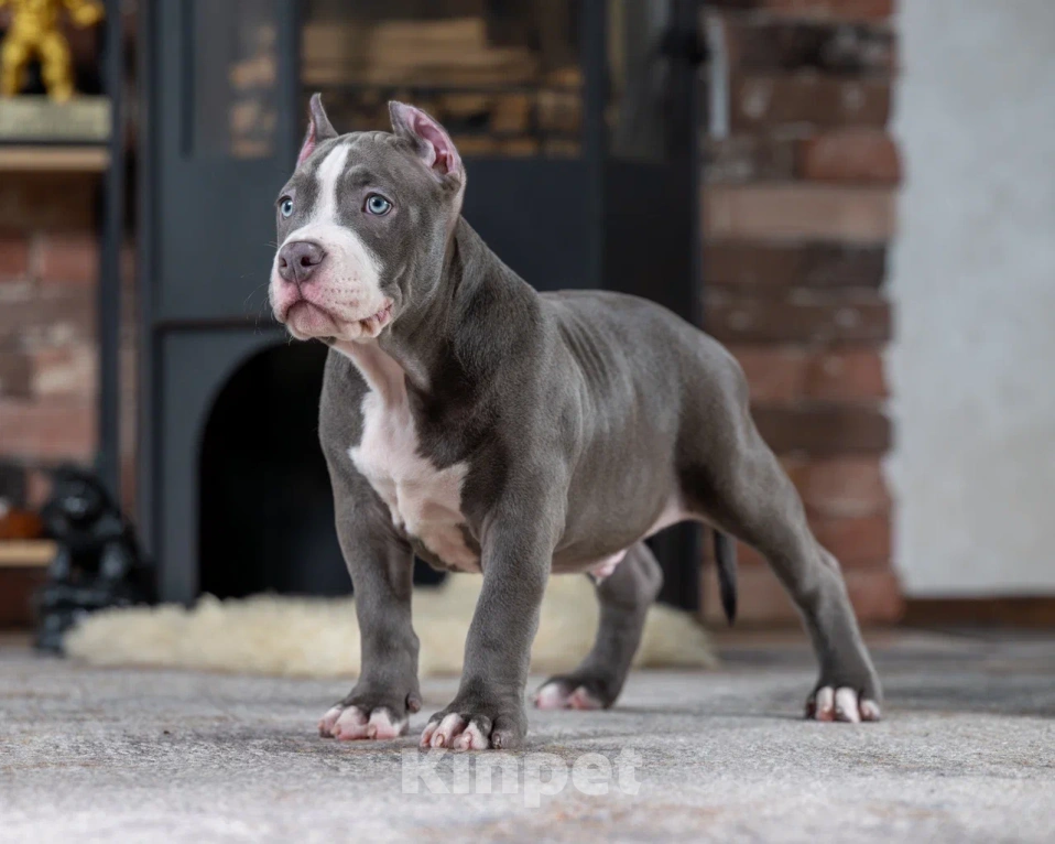 Собаки в Воронеже: Американский Булли стандарт Мальчик, Бесплатно - фото 3