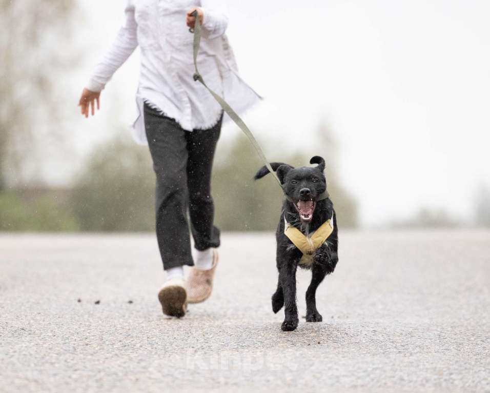 Собаки в других городах Владимирской области: Собачка бородатик в добрые руки бесплатно  Мальчик, Бесплатно - фото 2