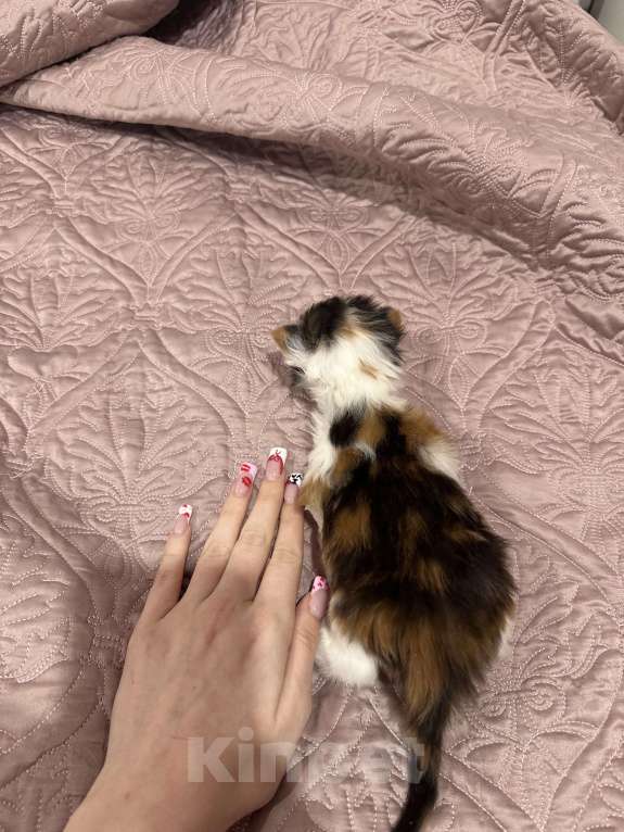 Кошки в Екатеринбурге: мейн-кун полидакт Девочка, 40 000 руб. - фото 4