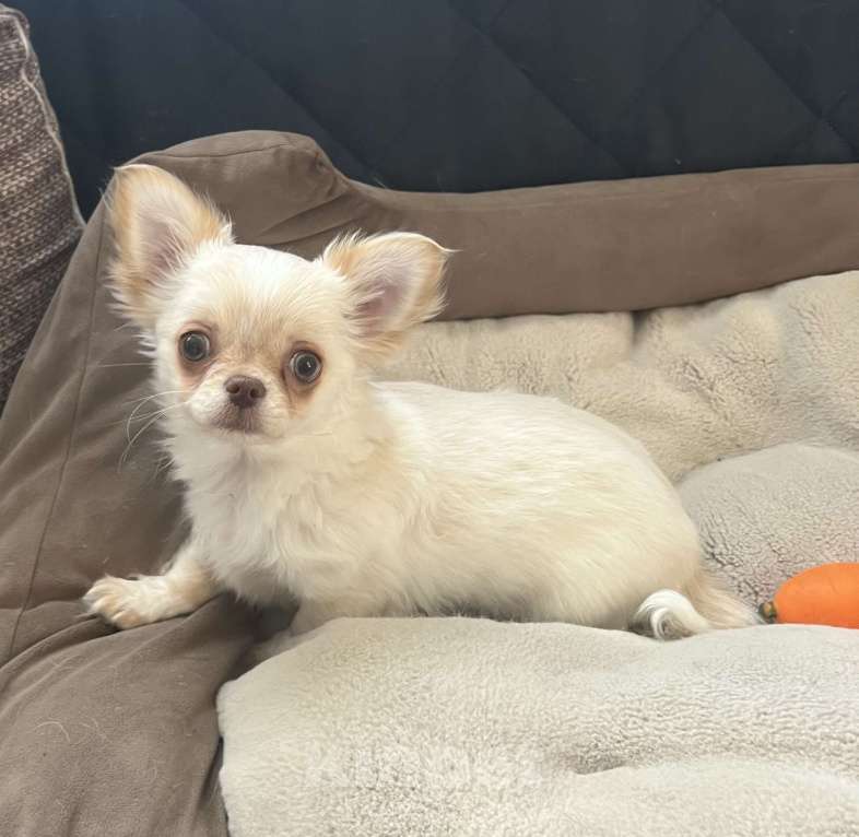 Собаки в Санкт-Петербурге: Щенок чихуахуа, сука Девочка, 50 000 руб. - фото 10