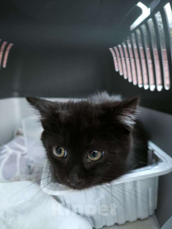 Кошки в Санкт-Петербурге: Сняли с дерева черное золотко Мальчик, 100 руб. - фото 3