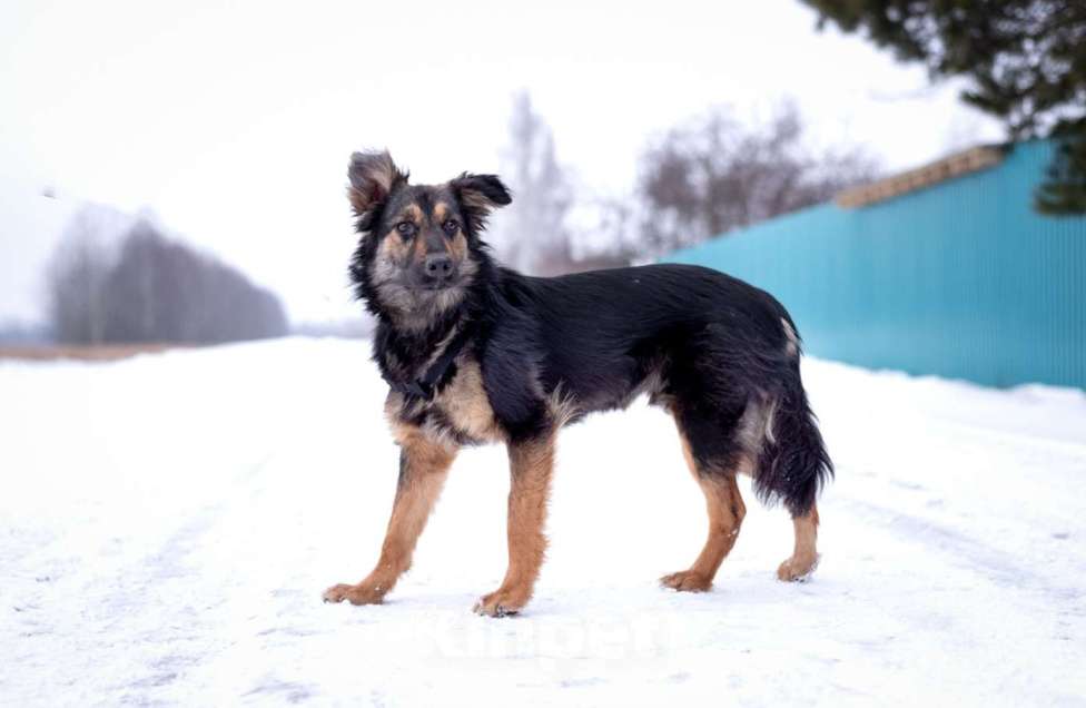 Собаки в Москве: Пушистый ушастый мальчик Пряник в добрые руки Мальчик, 1 руб. - фото 7